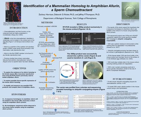 Identification of a Mammalian Homolog to Amphibian Allurin, a Sperm Chemoattractant Zachary Harrison, Deborah D. Ricker, Ph.D., and Jeffrey P. Thompson,
