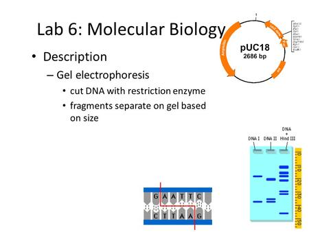 2004-2005 Lab 6: Molecular Biology Description – Gel electrophoresis cut DNA with restriction enzyme fragments separate on gel based on size.
