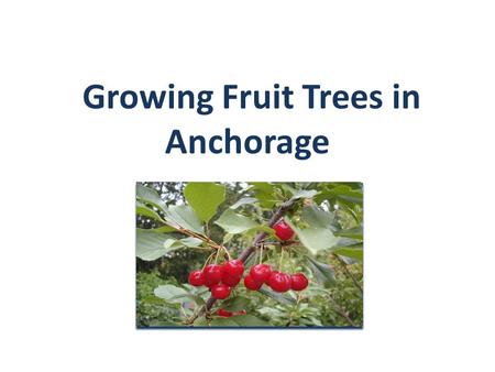 Growing Fruit Trees in Anchorage. Three Keys to Success Choose the Correct Location Use the Correct Cultural Practices Plant the Appropriate Varieties.