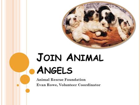 J OIN A NIMAL A NGELS Animal Rescue Foundation Evan Rowe, Volunteer Coordinator.