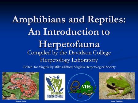 Amphibians and Reptiles: An Introduction to Herpetofauna Compiled by the Davidson College Herpetology Laboratory Hognose Snake Green Tree Frog Edited for.