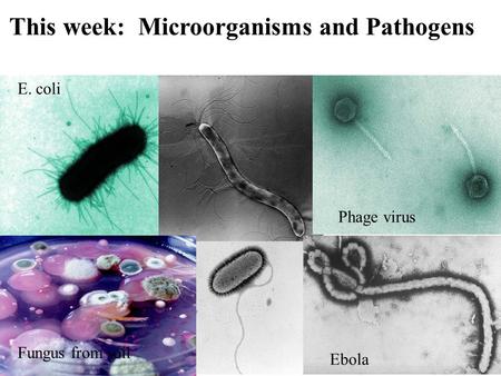 Ebola E. coli Fungus from soil Phage virus This week: Microorganisms and Pathogens.