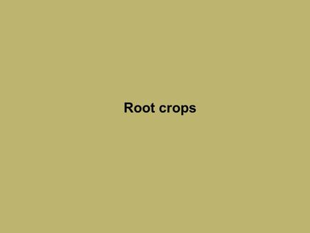 Root crops. David S. Seigler Department of Plant Biology University of Illinois Urbana, Illinois 61801 USA