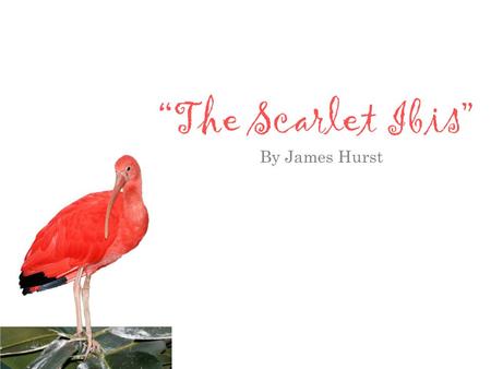 “The Scarlet Ibis” By James Hurst.