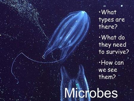 Microbes What types are there? What do they need to survive? How can we see them?