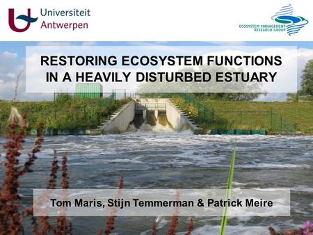 RESTORING ECOSYSTEM FUNCTIONS IN A HEAVILY DISTURBED ESTUARY Tom Maris, Stijn Temmerman & Patrick Meire.