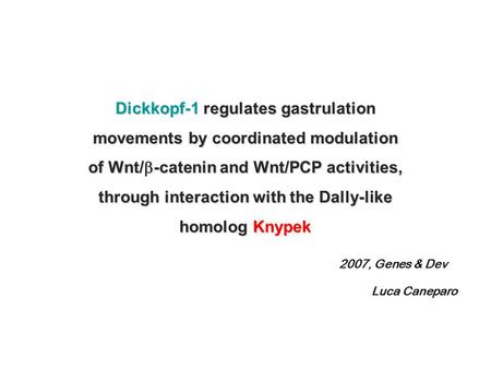 Dickkopf-1 regulates gastrulation movements by coordinated modulation of Wnt/  -catenin and Wnt/PCP activities, through interaction with the Dally-like.