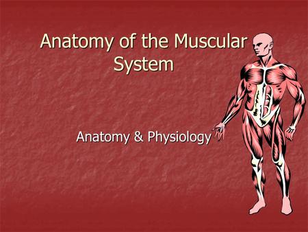Anatomy of the Muscular System Anatomy & Physiology.