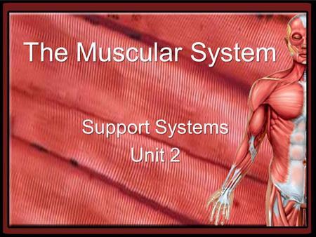 The Muscular System Support Systems Unit 2. Functions of the Muscular System Heat Production (thermogenesis) –Heat is a byproduct of muscle contraction.