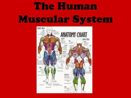 The Human Muscular System