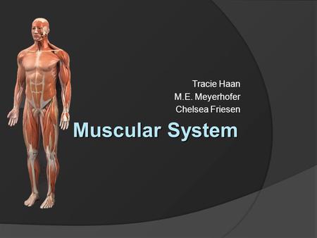 Muscular System Tracie Haan M.E. Meyerhofer Chelsea Friesen.