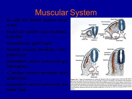 Muscular System As with the skeltal system most of the muscular system also develops from the mesodermal germ layer Smooth muscle develops from splanchnic.