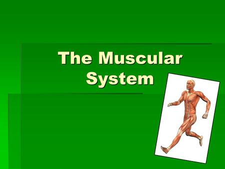 The Muscular System. What does the muscular system do?  It allows for the movement of the body whether voluntary or involuntary.  Voluntary: muscles.