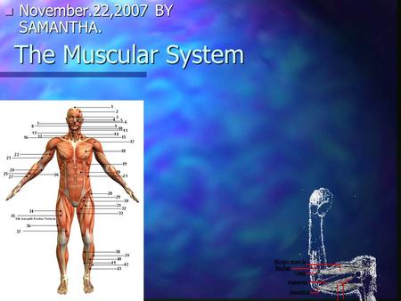 November.22,2007 BY SAMANTHA. The Muscular System.