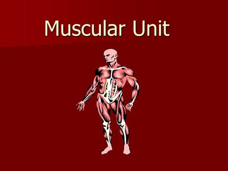 Muscular Unit Muscular Unit Muscle:  Definition: –Type of tissue able to shorten or contract and move a body part.  Functions: –Movement –Posture –Heat.