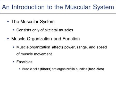 An Introduction to the Muscular System