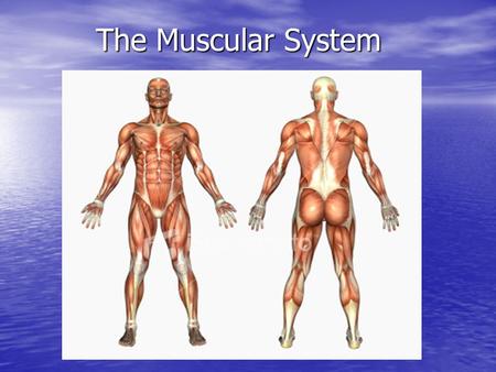 The Muscular System The Muscular System. Sternomastoid/Neck Sternomastoid/Neck Muscle responsible for turning head Muscle responsible for turning head.