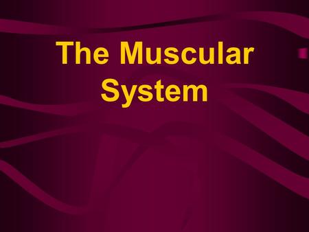 The Muscular System. Important Terms for Muscle Movement Origin point of attachment to the more stationary bone Insertion point of attachment to the more.