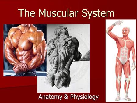 The Muscular System Anatomy & Physiology. Overview of Muscle Tissues 3 Types of Muscle Tissue: 1.Skeletal 2.Cardiac 3.Smooth.