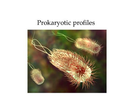 Prokaryotic profiles. When did prokaryotes first appear?