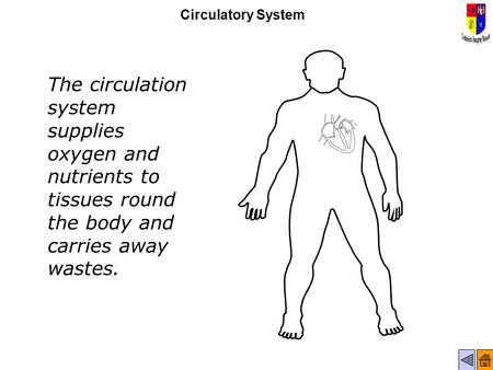 Circulatory System The circulation system supplies oxygen and nutrients to tissues round the body and carries away wastes.