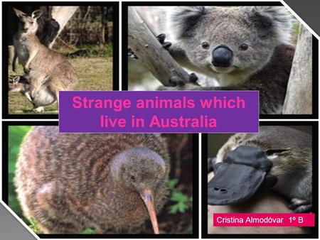 Strange animals which live in Australia Cristina Almodóvar 1º B.