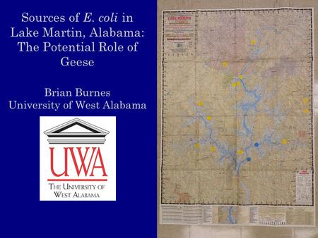 Sources of E. coli in Lake Martin, Alabama: The Potential Role of Geese Brian Burnes University of West Alabama.