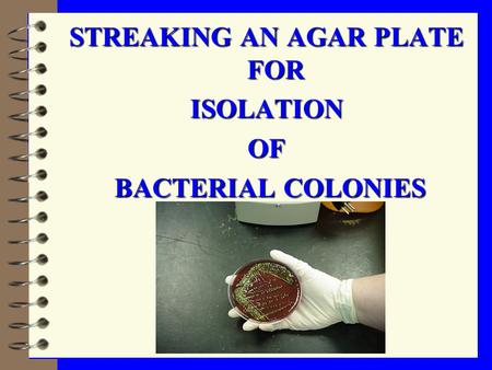 STREAKING AN AGAR PLATE FOR ISOLATIONOF BACTERIAL COLONIES BACTERIAL COLONIES.