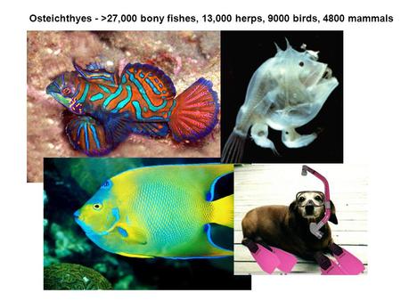Osteichthyes - >27,000 bony fishes, 13,000 herps, 9000 birds, 4800 mammals.