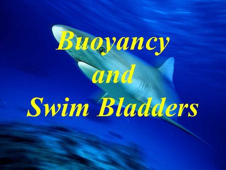 Buoyancy and Swim Bladders. Born: 4 Jan 1643 in Woolsthorpe, England Died: 31 March 1727 in London, England Sir Isaac Newton.