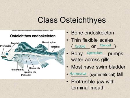 Class Osteichthyes Bone endoskeleton Thin flexible scales (______ or ______) Bony ________ pumps water across gills Most have swim bladder ______ (symmetrical)