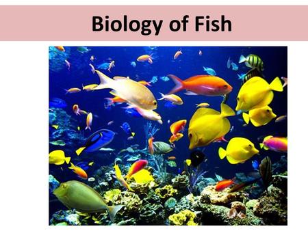 Biology of Fish.