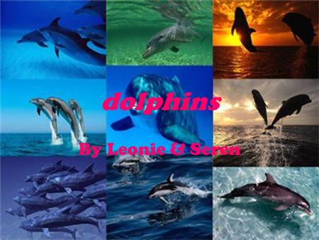dolphins Dolphin facts that we know!!!!! Mammals... What!!! Did you know that dolphins are mammals, that breath air. Dolphins are part of a group of.