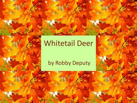 Whitetail Deer by Robby Deputy. INHERITED TRAITS.