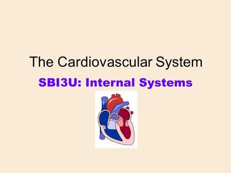 The Cardiovascular System SBI3U: Internal Systems.