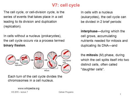 1 V7: cell cycle Cellular ProgramsWS 2010 – lecture 7 www.wikipedia.org The cell cycle, or cell-division cycle, is the series of events that takes place.