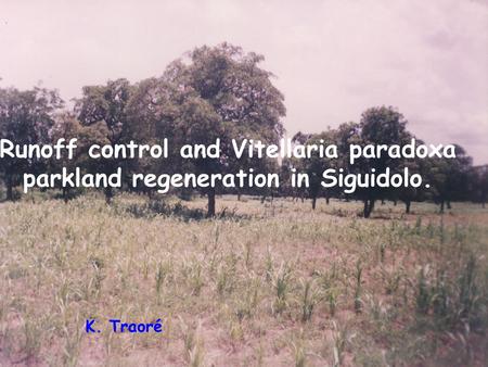 Runoff control and Vitellaria paradoxa parkland regeneration in Siguidolo. K. Traoré.