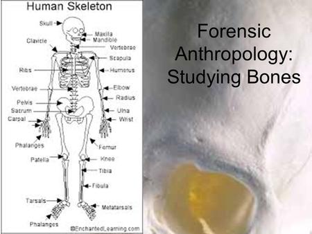 Forensic Anthropology: Studying Bones