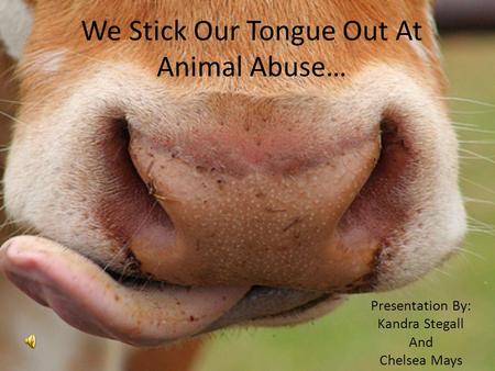 We Stick Our Tongue Out At Animal Abuse… Presentation By: Kandra Stegall And Chelsea Mays.