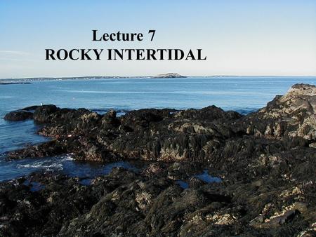Lecture 7 ROCKY INTERTIDAL. RELATIVE TIDE LEVELS.