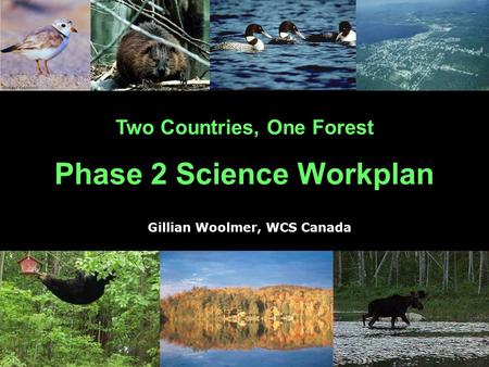 Two Countries, One Forest Phase 2 Science Workplan Gillian Woolmer, WCS Canada.
