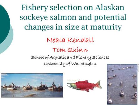 Fishery selection on Alaskan sockeye salmon and potential changes in size at maturity Neala Kendall Tom Quinn School of Aquatic and Fishery Sciences University.