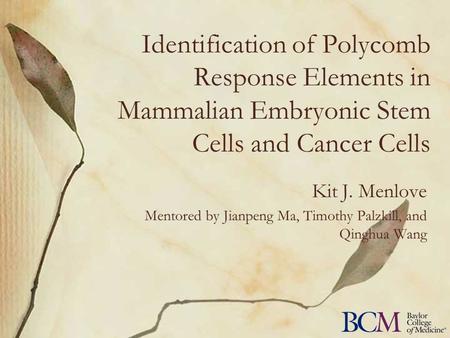 Identification of Polycomb Response Elements in Mammalian Embryonic Stem Cells and Cancer Cells Kit J. Menlove Mentored by Jianpeng Ma, Timothy Palzkill,