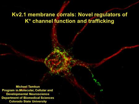 Kv2.1 membrane corrals: Novel regulators of K + channel function and trafficking Michael Tamkun Program in Molecular, Cellular and Developmental Neuroscience.