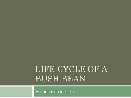 Life Cycle of a Bush Bean