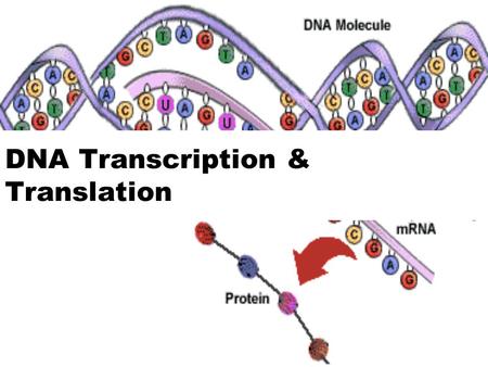 DNA Transcription & Translation