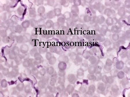 B Human African Trypanosomiasis. Human African Trypanosomiasis (HAT) is commonly known as sleeping sickness.