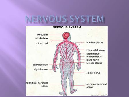  Communication and coordination system of the body  Seat of intellect and reasoning  Consists of the brain, spinal cord, and nerves.