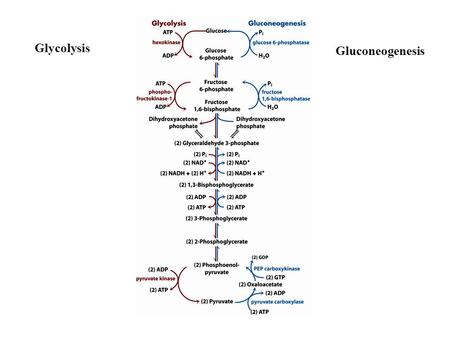 Glycolysis Gluconeogenesis.