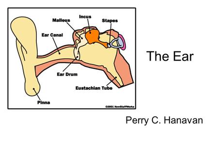 The Ear Perry C. Hanavan. Outer Ear Peripheral –Outer ear –Middle ear –Inner ear –Auditory nerve Central –Brainstem –Midbrain –Cerebral.